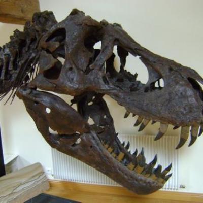 Dinosaures et fossiles (Visite de Mr K. Shimatzu)